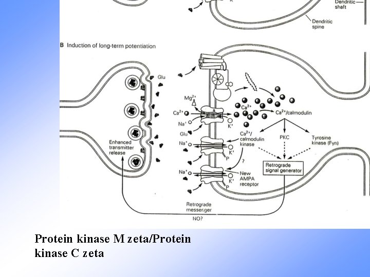 Protein kinase M zeta/Protein kinase C zeta 