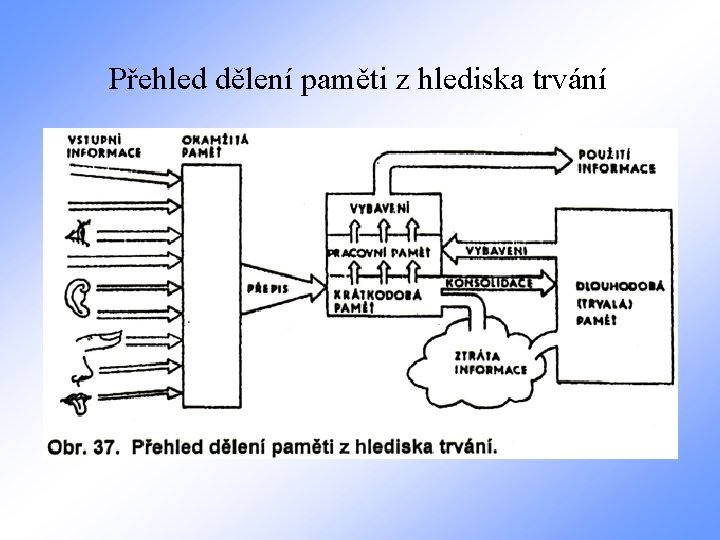 Přehled dělení paměti z hlediska trvání 