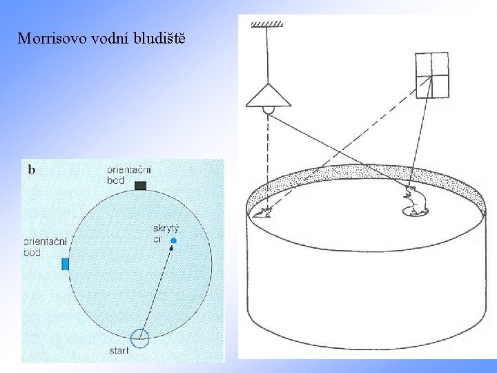 Morrisovo vodní bludiště 