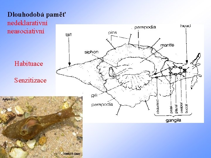 Dlouhodobá paměť nedeklarativní neasociativní Habituace Senzitizace 