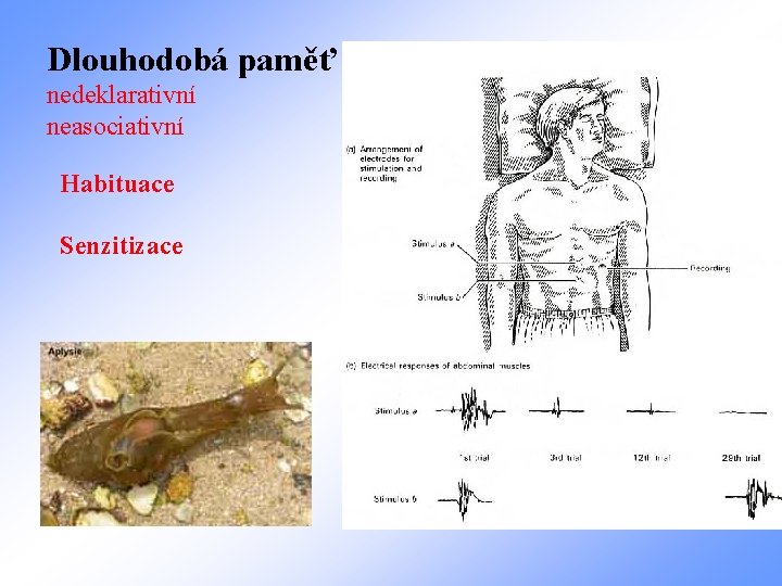 Dlouhodobá paměť nedeklarativní neasociativní Habituace Senzitizace 