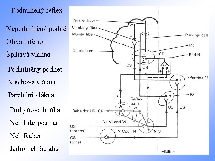 Podmíněný reflex Nepodmíněný podnět Oliva inferior Šplhavá vlákna Podmíněný podnět Mechová vlákna Paralelní vlákna