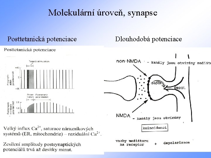 Molekulární úroveň, synapse Posttetanická potenciace Dlouhodobá potenciace 