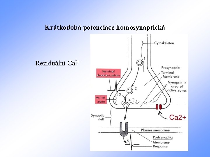 Krátkodobá potenciace homosynaptická Reziduální Ca 2+ 