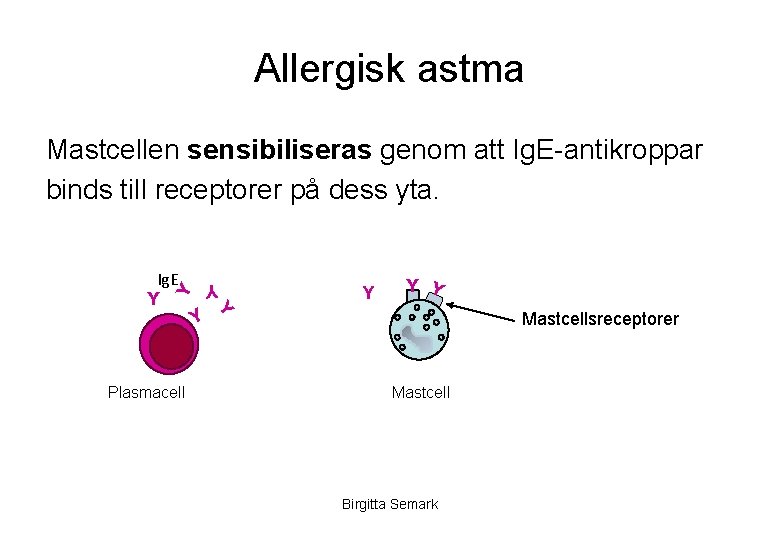 Allergisk astma Mastcellen sensibiliseras genom att Ig. E-antikroppar binds till receptorer på dess yta.