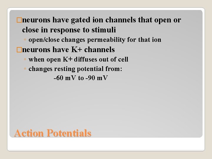 �neurons have gated ion channels that open or close in response to stimuli ◦