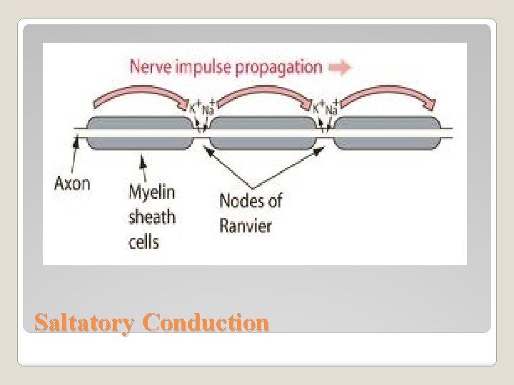 Saltatory Conduction 