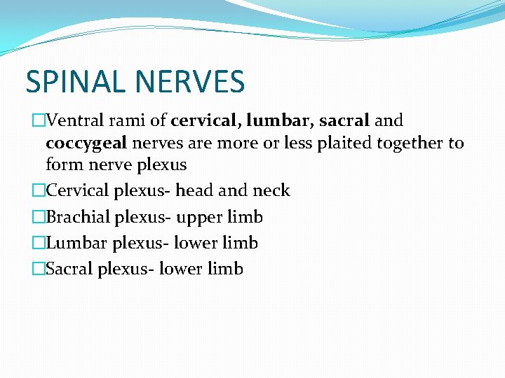 SPINAL NERVES �Ventral rami of cervical, lumbar, sacral and coccygeal nerves are more or