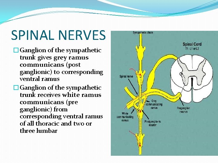 SPINAL NERVES �Ganglion of the sympathetic trunk gives grey ramus communicans (post ganglionic) to