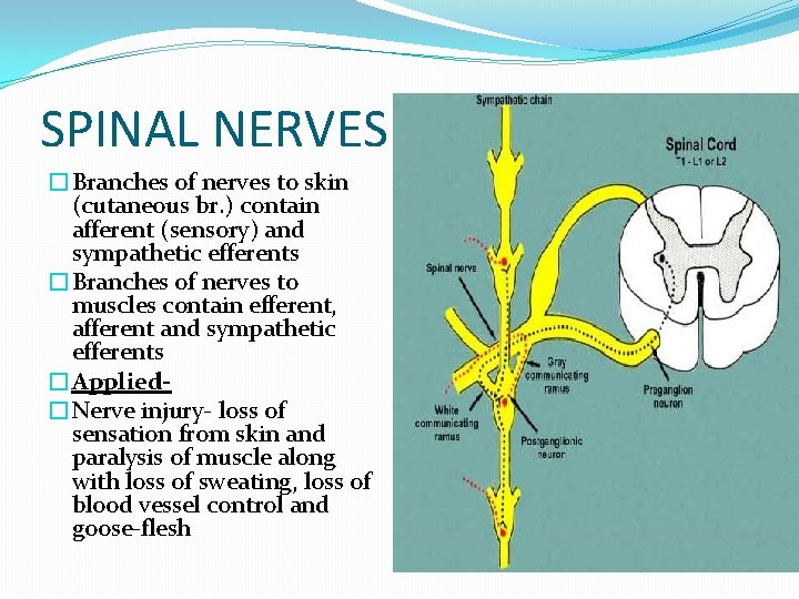SPINAL NERVES �Branches of nerves to skin (cutaneous br. ) contain afferent (sensory) and