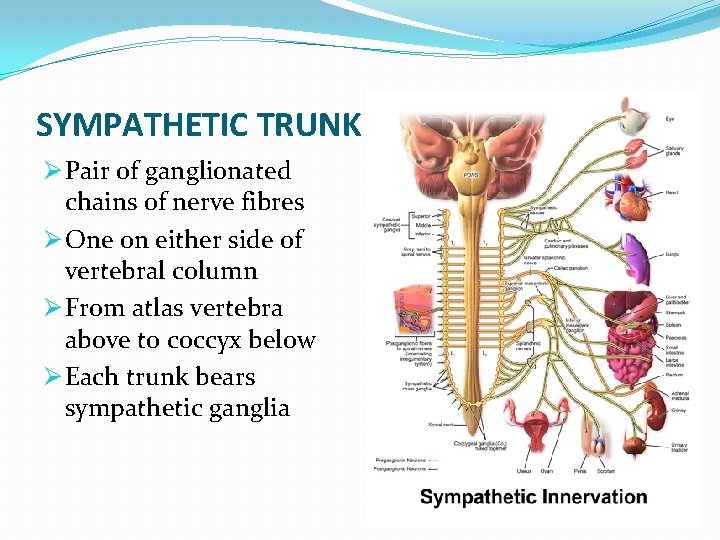 SYMPATHETIC TRUNK Ø Pair of ganglionated chains of nerve fibres Ø One on either