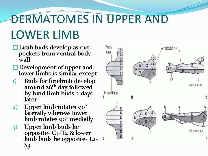 DERMATOMES IN UPPER AND LOWER LIMB �Limb buds develop as outpockets from ventral body