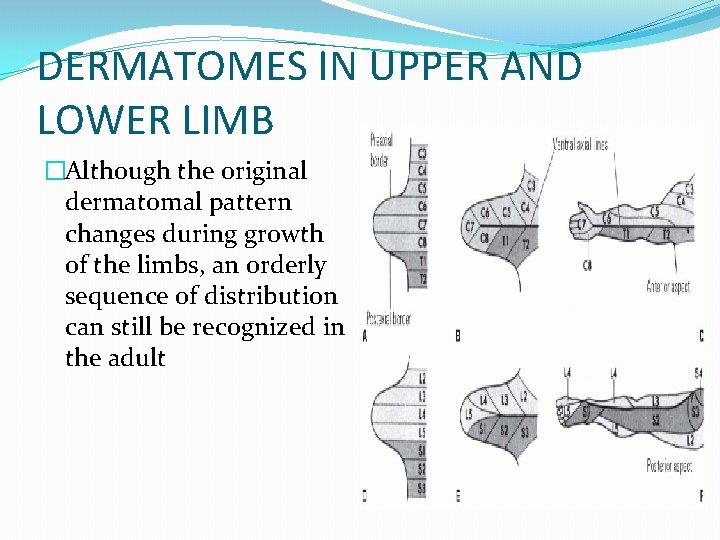 DERMATOMES IN UPPER AND LOWER LIMB �Although the original dermatomal pattern changes during growth
