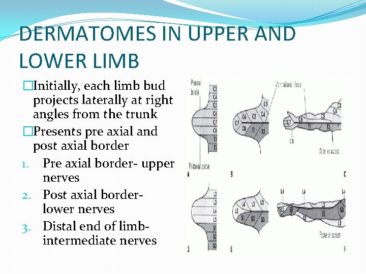 DERMATOMES IN UPPER AND LOWER LIMB �Initially, each limb bud projects laterally at right