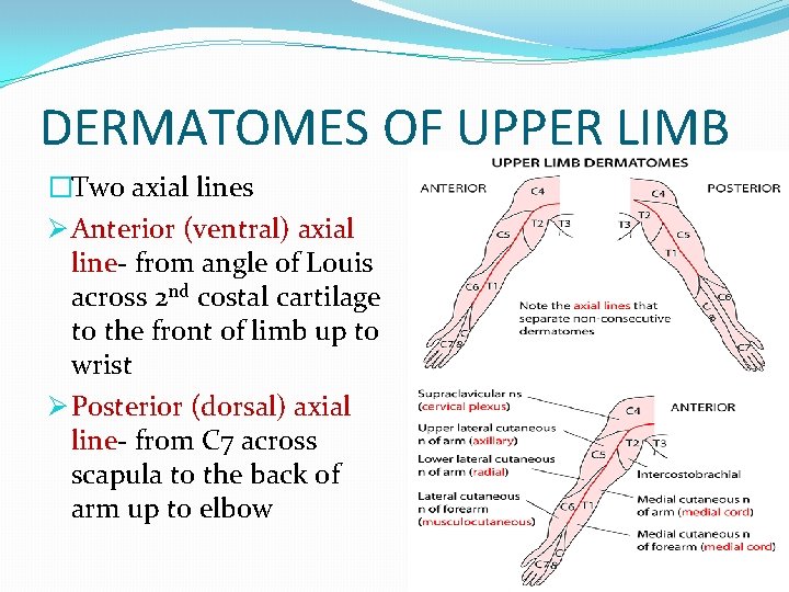DERMATOMES OF UPPER LIMB �Two axial lines Ø Anterior (ventral) axial line- from angle