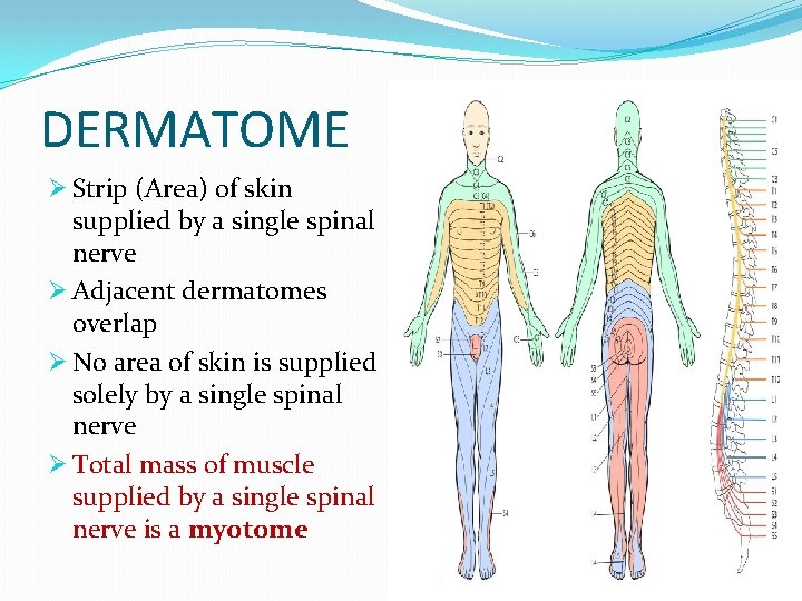 DERMATOME Ø Strip (Area) of skin supplied by a single spinal nerve Ø Adjacent