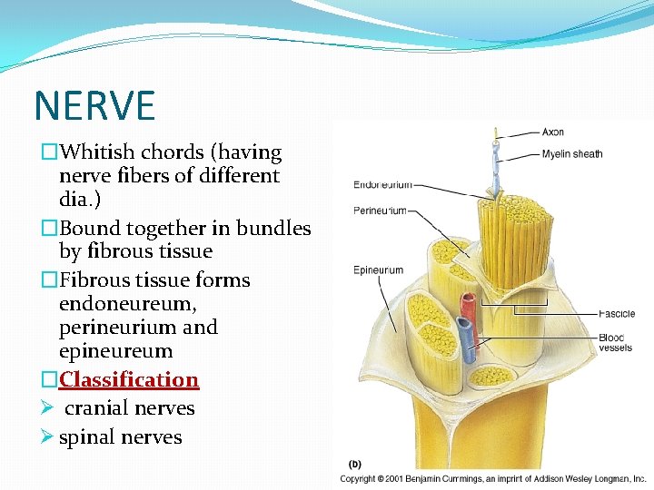 NERVE �Whitish chords (having nerve fibers of different dia. ) �Bound together in bundles