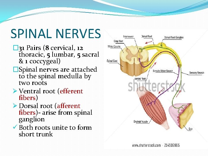 SPINAL NERVES � 31 Pairs (8 cervical, 12 thoracic, 5 lumbar, 5 sacral &