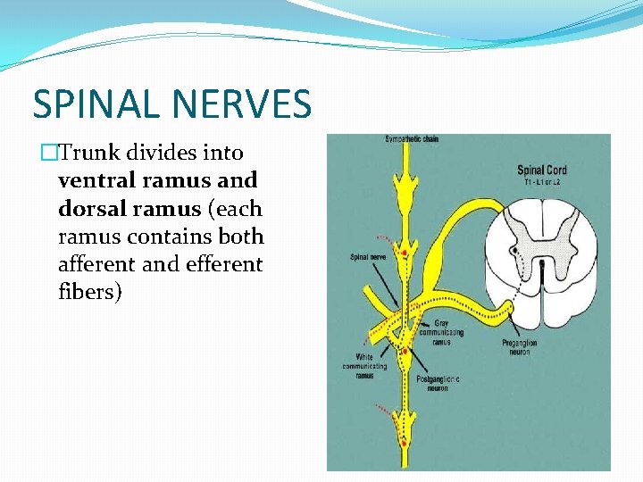 SPINAL NERVES �Trunk divides into ventral ramus and dorsal ramus (each ramus contains both