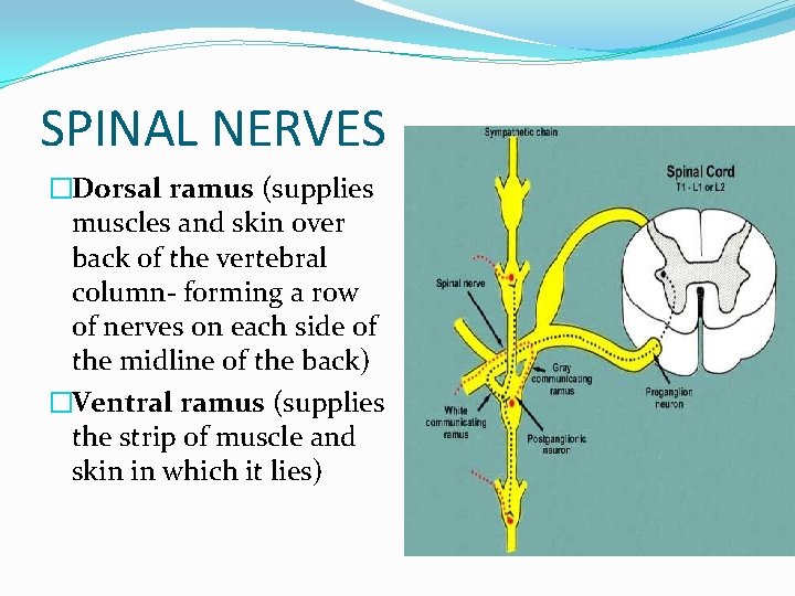 SPINAL NERVES �Dorsal ramus (supplies muscles and skin over back of the vertebral column-