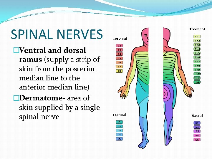SPINAL NERVES �Ventral and dorsal ramus (supply a strip of skin from the posterior