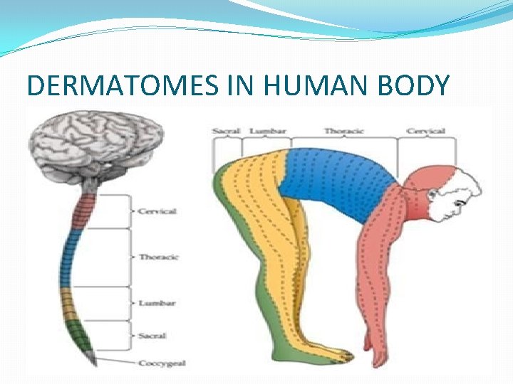 DERMATOMES IN HUMAN BODY 