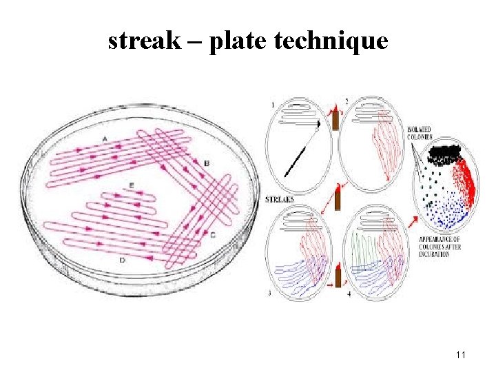 streak – plate technique 11 