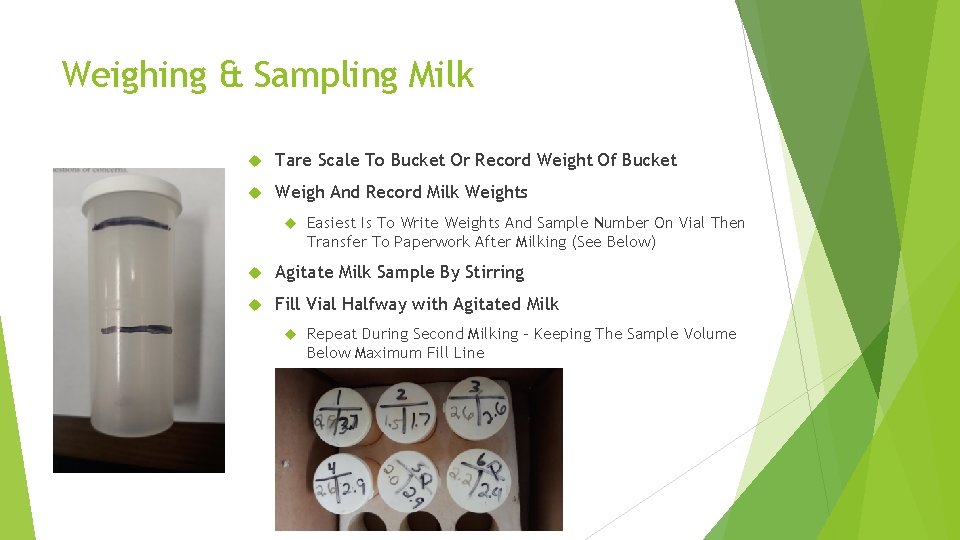 Weighing & Sampling Milk Tare Scale To Bucket Or Record Weight Of Bucket Weigh