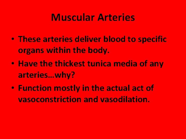 Muscular Arteries • These arteries deliver blood to specific organs within the body. •