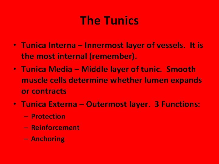 The Tunics • Tunica Interna – Innermost layer of vessels. It is the most
