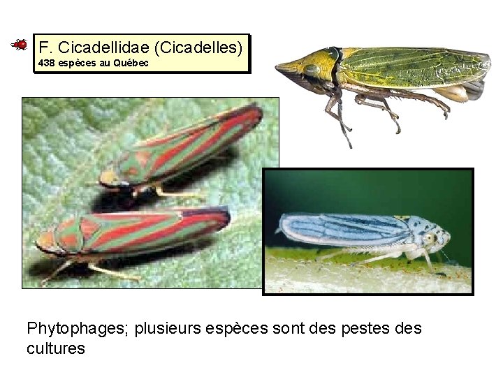 F. Cicadellidae (Cicadelles) 438 espèces au Québec Phytophages; plusieurs espèces sont des pestes des