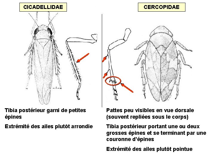 CICADELLIDAE CERCOPIDAE Tibia postérieur garni de petites épines Pattes peu visibles en vue dorsale