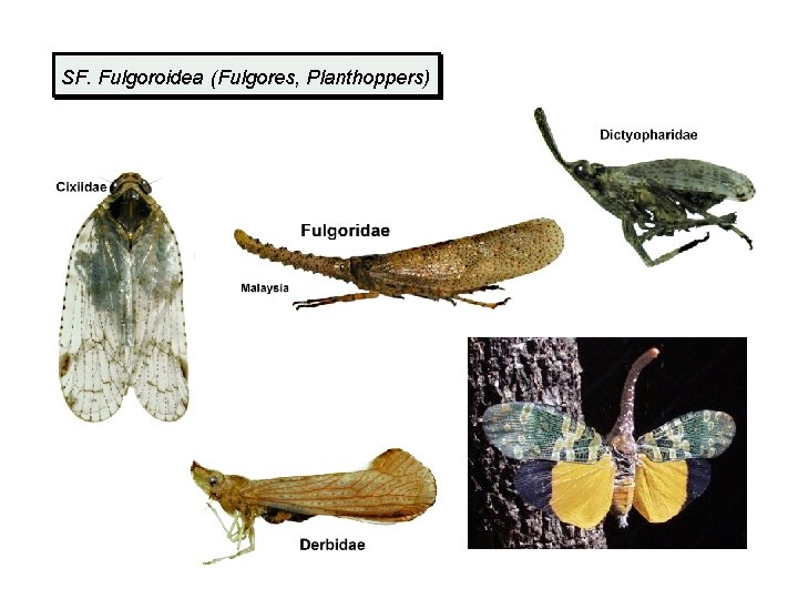 SF. Fulgoroidea (Fulgores, Planthoppers) 