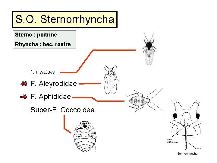 S. O. Sternorrhyncha Sterno : poitrine Rhyncha : bec, rostre F. Psyllidae F. Aleyrodidae