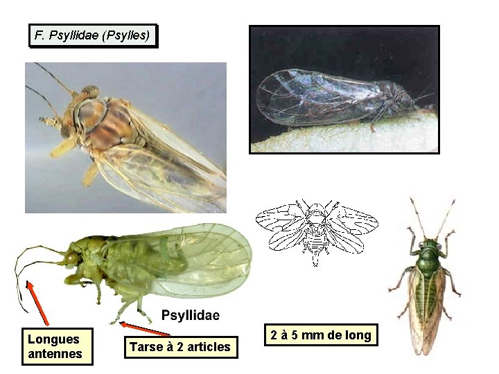 F. Psyllidae (Psylles) Longues antennes Tarse à 2 articles 2 à 5 mm de