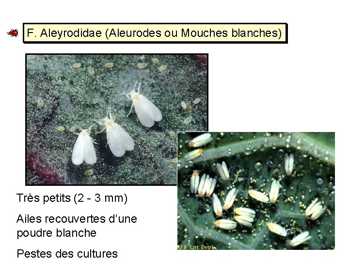 F. Aleyrodidae (Aleurodes ou Mouches blanches) Très petits (2 - 3 mm) Ailes recouvertes
