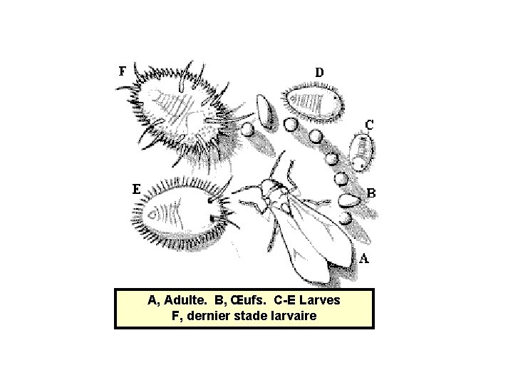 A, Adulte. B, Œufs. C-E Larves F, dernier stade larvaire 