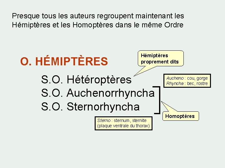 Presque tous les auteurs regroupent maintenant les Hémiptères et les Homoptères dans le même