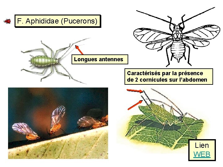 F. Aphididae (Pucerons) Longues antennes Caractérisés par la présence de 2 cornicules sur l’abdomen