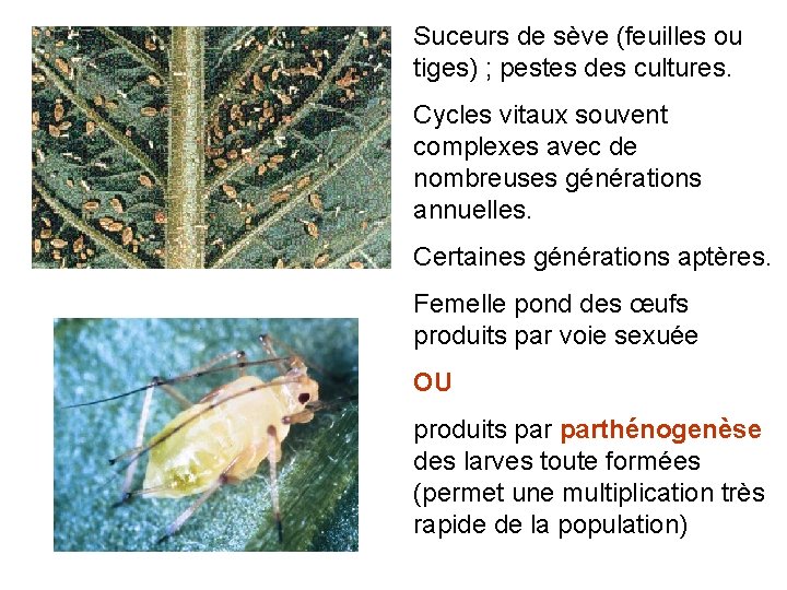 Suceurs de sève (feuilles ou tiges) ; pestes des cultures. Cycles vitaux souvent complexes