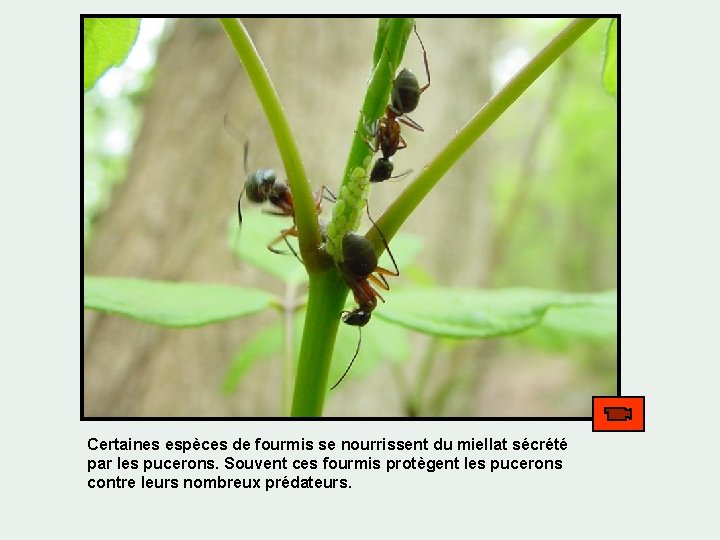 Certaines espèces de fourmis se nourrissent du miellat sécrété par les pucerons. Souvent ces