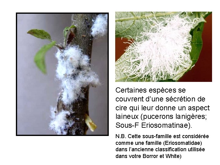 Certaines espèces se couvrent d’une sécrétion de cire qui leur donne un aspect laineux