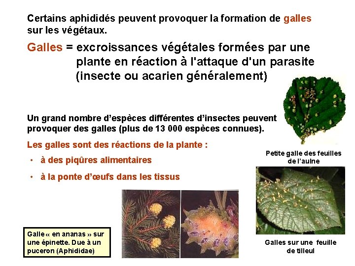 Certains aphididés peuvent provoquer la formation de galles sur les végétaux. Galles = excroissances