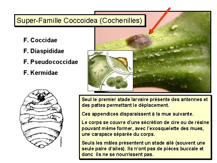 Super-Famille Coccoidea (Cochenilles) F. Coccidae F. Diaspididae F. Pseudococcidae F. Kermidae Seul le premier