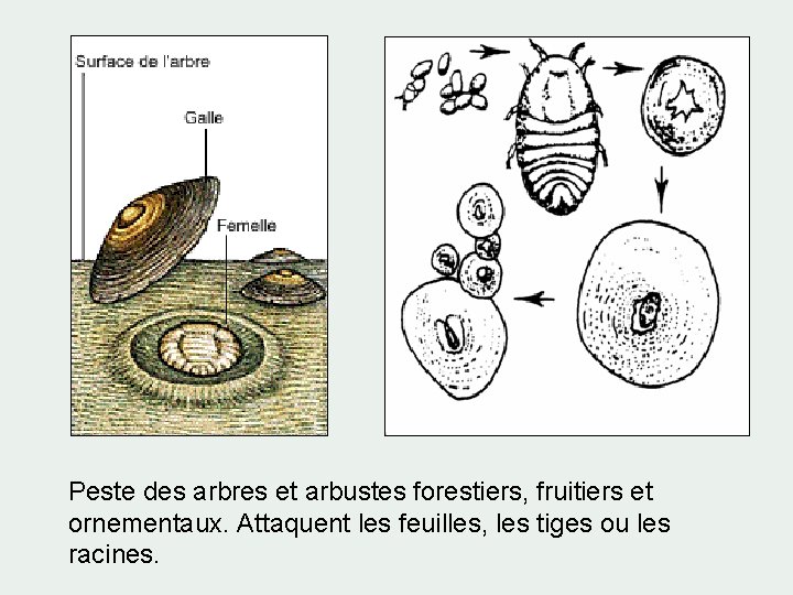 Peste des arbres et arbustes forestiers, fruitiers et ornementaux. Attaquent les feuilles, les tiges