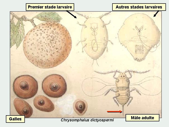 Premier stade larvaire Galles Chrysomphalus dictyospermi Autres stades larvaires Mâle adulte 