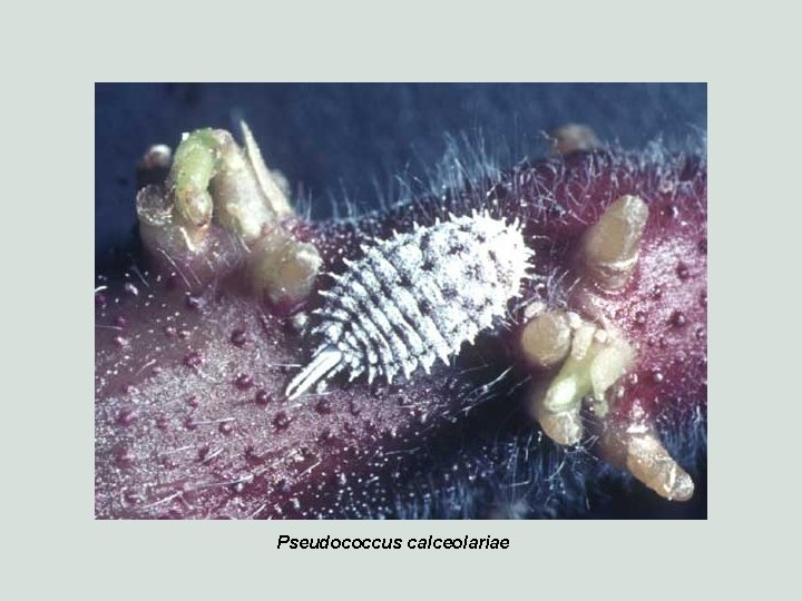 Pseudococcus calceolariae 