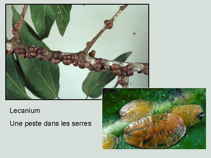 Lecanium Une peste dans les serres 