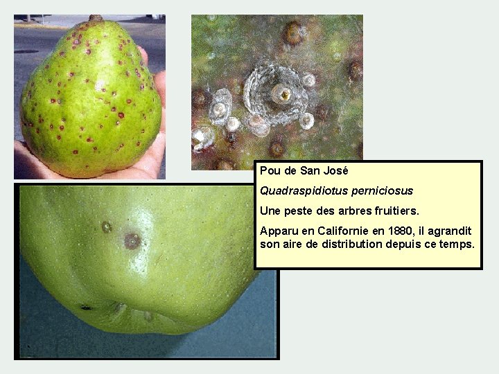 Pou de San José Quadraspidiotus perniciosus Une peste des arbres fruitiers. Apparu en Californie