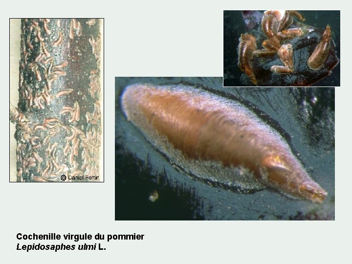 Cochenille virgule du pommier Lepidosaphes ulmi L. 